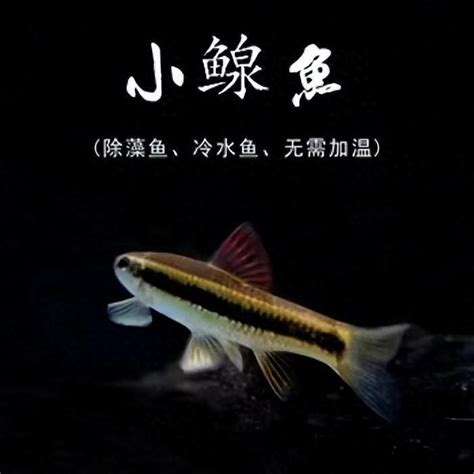 林字旁的字 好養的魚